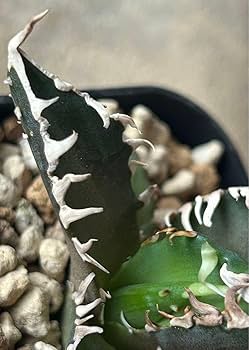 【将来有望株】アガベ チタノタ レッドキャットウィーズル 抜き苗 Amazon.co.jp: 選抜株（c-③）発根済み！アガベ チタノタ レッド